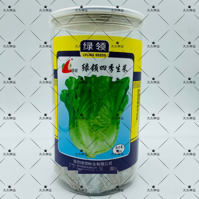 绿领四季生菜种子四季播耐热耐寒耐抽苔可生吃农家蔬菜生菜种