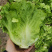 绿领四季生菜种子四季播耐热耐寒耐抽苔可生吃农家蔬菜生菜种