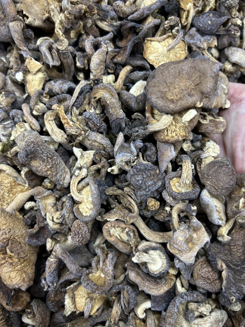 云南香格里拉野生香菇野生菌云南食用菌煲汤料