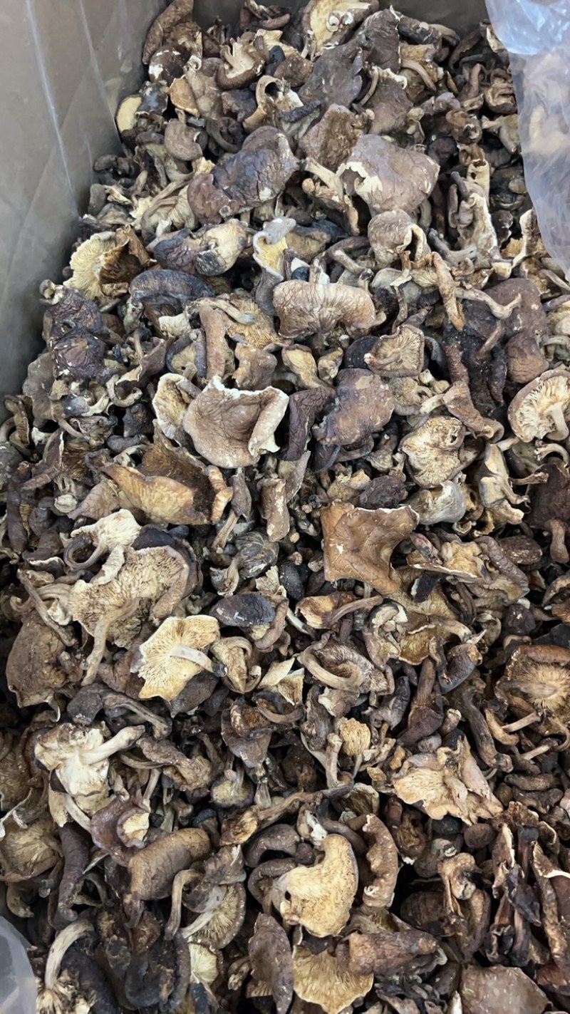 云南香格里拉野生香菇野生菌云南食用菌煲汤料