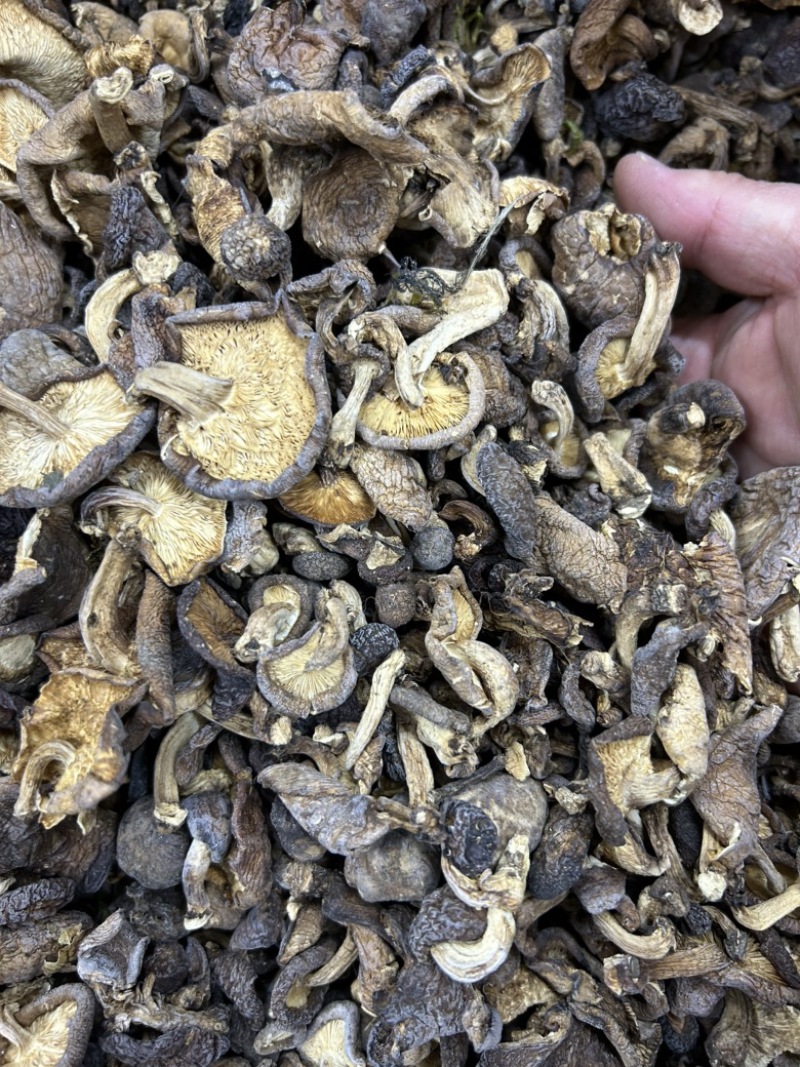 云南香格里拉野生香菇野生菌云南食用菌煲汤料