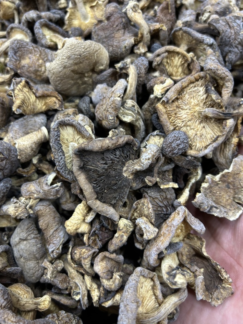 云南香格里拉野生香菇野生菌云南食用菌煲汤料