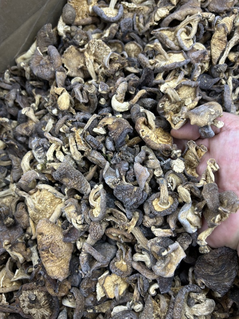 云南香格里拉野生香菇野生菌云南食用菌煲汤料