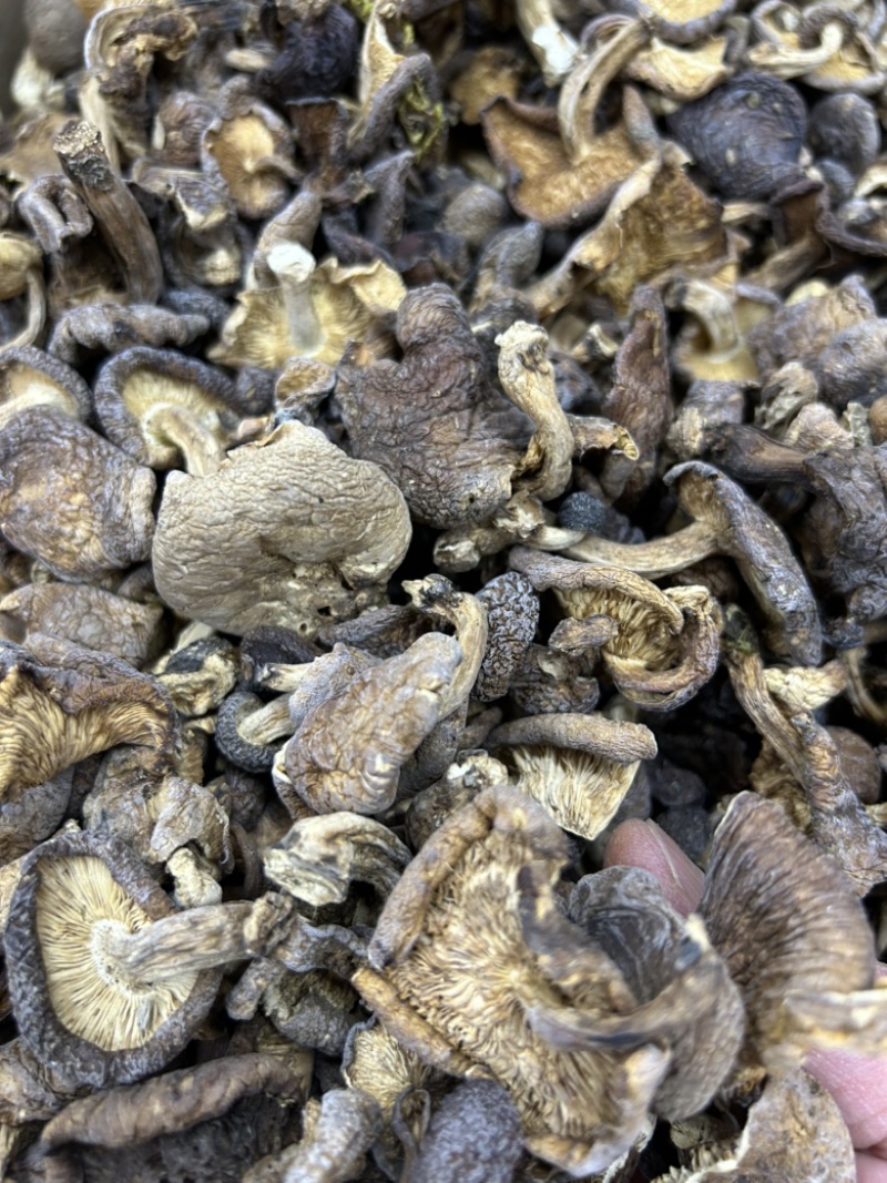云南香格里拉野生香菇野生菌云南食用菌煲汤料