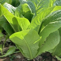罗马生菜种子耐热抗病生菜种籽农家菜园庭院春秋四季蔬菜种子
