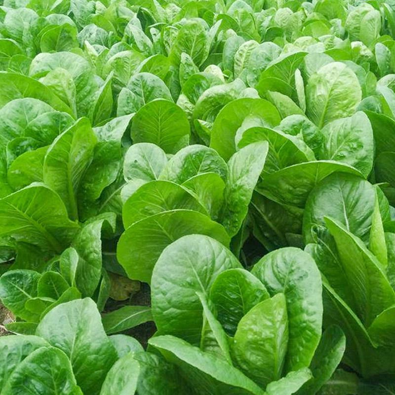 罗马生菜种子耐热抗病生菜种籽农家菜园庭院春秋四季蔬菜种子