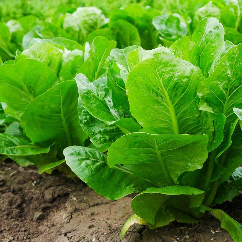 罗马生菜种子耐热抗病生菜种籽农家菜园庭院春秋四季蔬菜种子