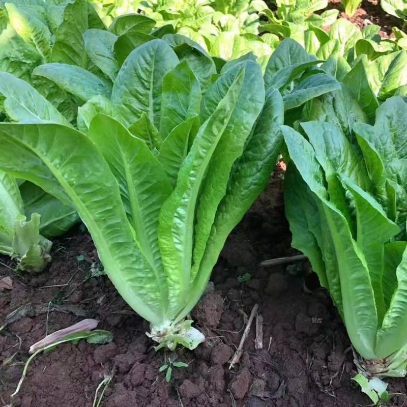 罗马生菜种子耐热抗病生菜种籽农家菜园庭院春秋四季蔬菜种子