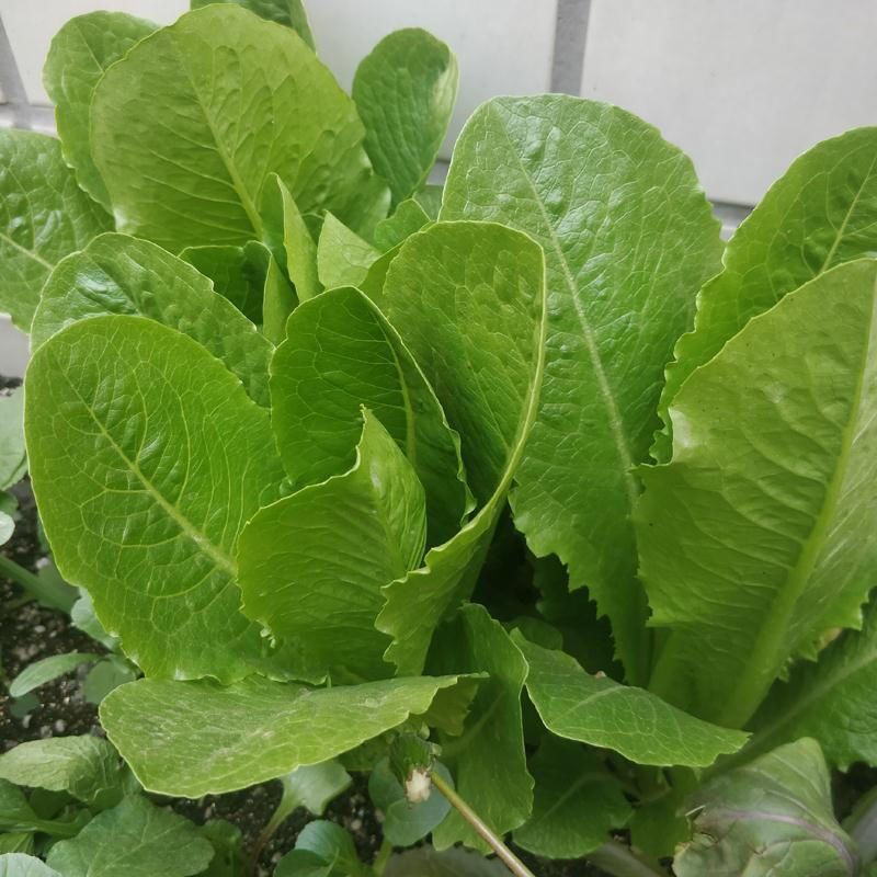 罗马生菜种子耐热抗病生菜种籽农家菜园庭院春秋四季蔬菜种子