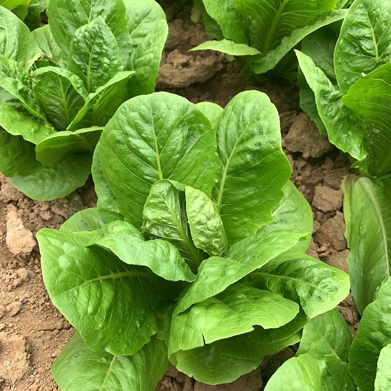 罗马生菜种子耐热抗病生菜种籽农家菜园庭院春秋四季蔬菜种子
