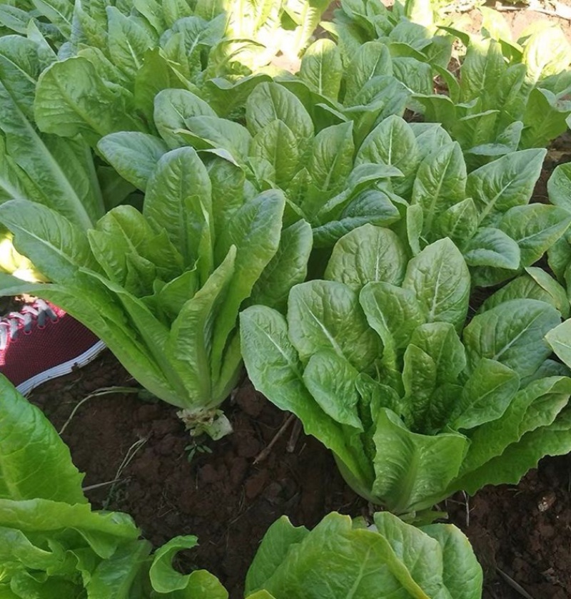 罗马生菜种子耐热抗病生菜种籽农家菜园庭院春秋四季蔬菜种子