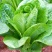 罗马生菜种子耐热抗病生菜种籽农家菜园庭院春秋四季蔬菜种子