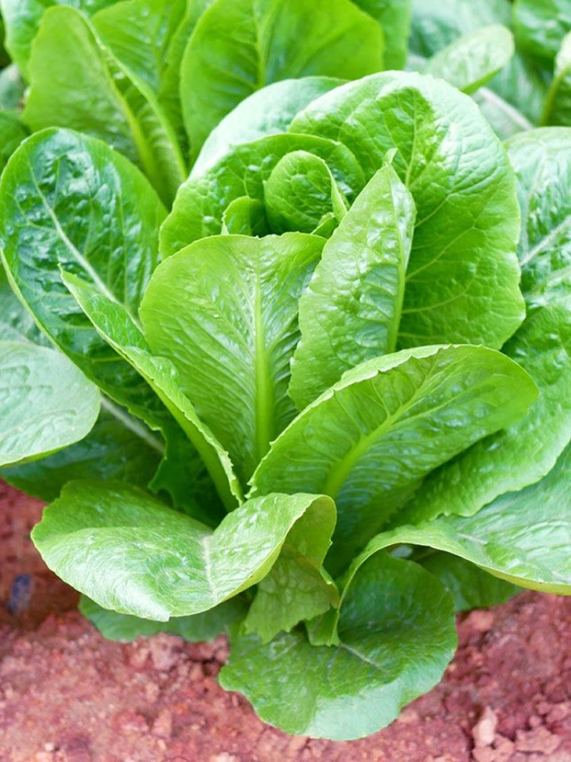 罗马生菜种子耐热抗病生菜种籽农家菜园庭院春秋四季蔬菜种子