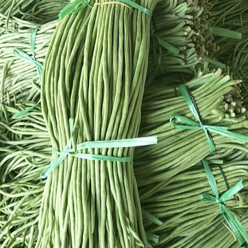精品河南豆角大量上市，青条豆角全国发货，欢迎来电
