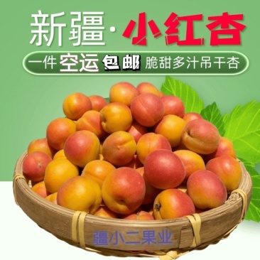 新疆阿克苏四团小红杏吊干杏大量上市空运包邮新鲜采摘批发
