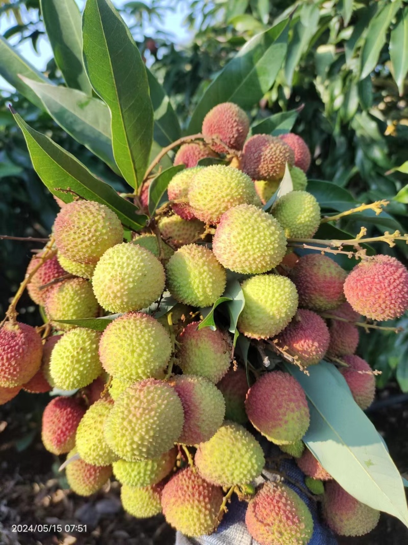 湛江荔枝白糖罂/妃子笑大量上市，产地直发