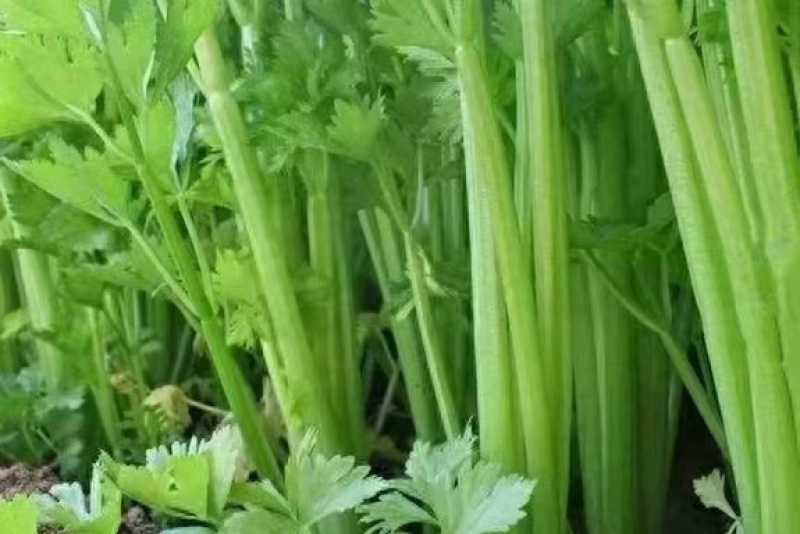 芹菜