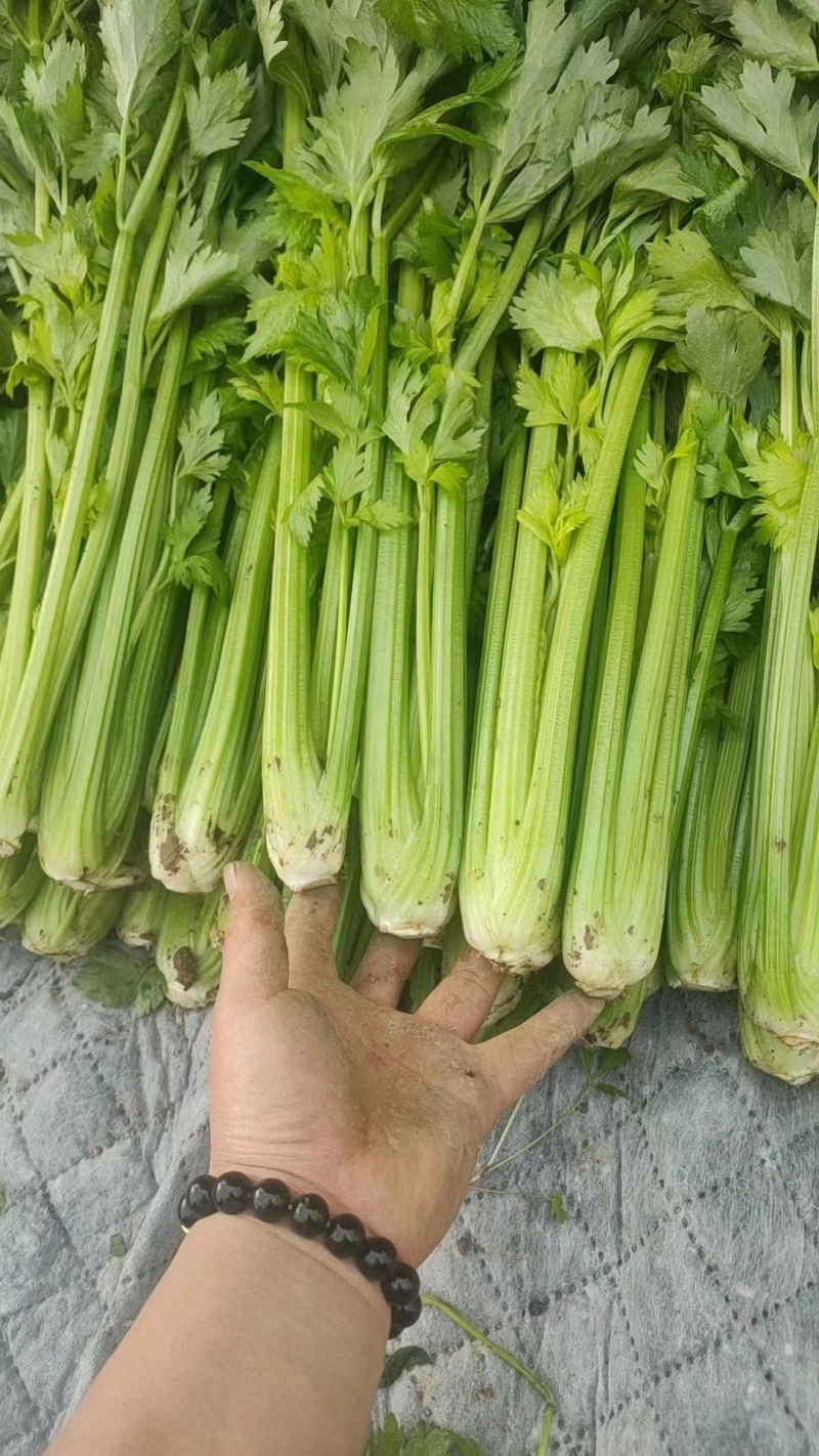 芹菜
