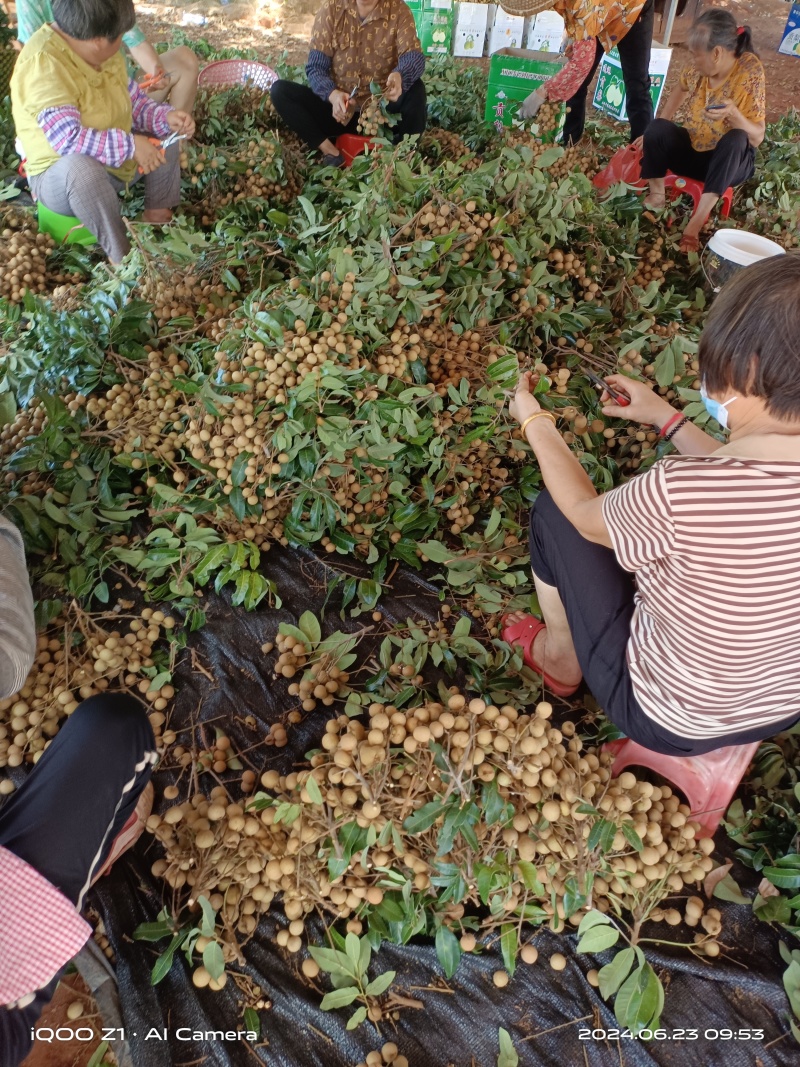 湛江覃斗石硖龙眼整园首批开卖