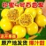 正宗广西钦蜜9号黄金百香果对接电商货市场货各平台长期供应