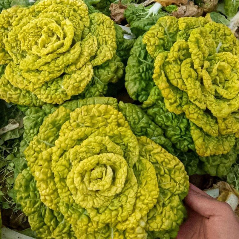彩芯708黄心乌塌菜白菜种籽高产耐寒春秋播矮脚白梗黄心乌
