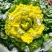 彩芯708黄心乌塌菜白菜种籽高产耐寒春秋播矮脚白梗黄心乌