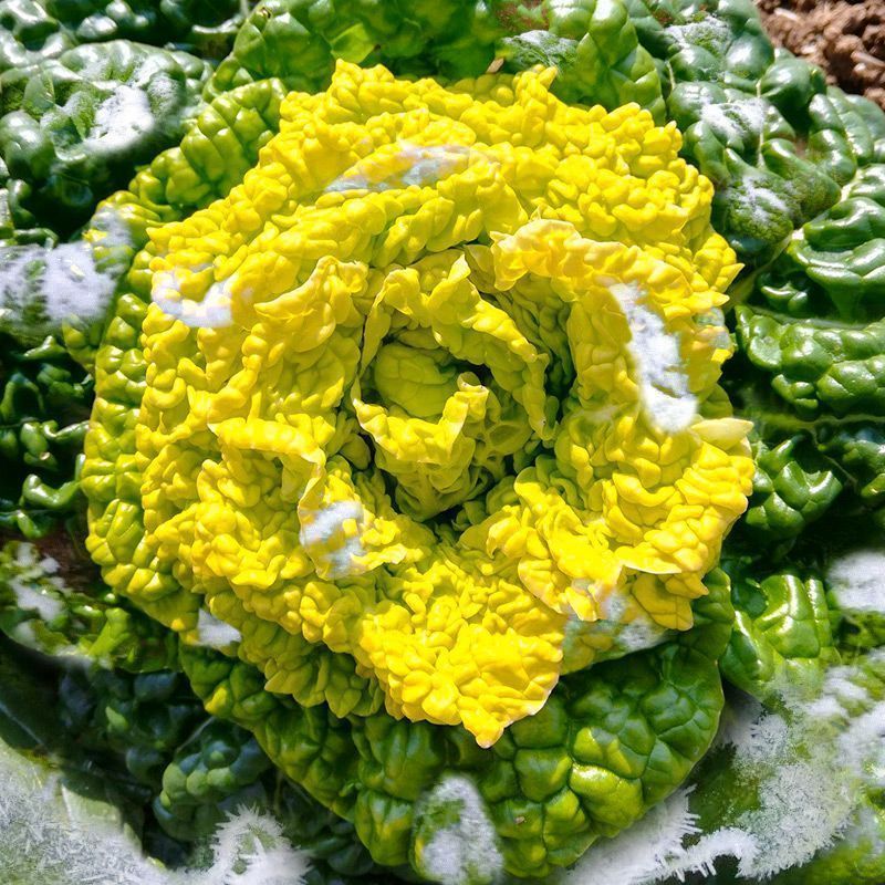 彩芯708黄心乌塌菜白菜种籽高产耐寒春秋播矮脚白梗黄心乌