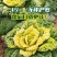 彩芯708黄心乌塌菜白菜种籽高产耐寒春秋播矮脚白梗黄心乌