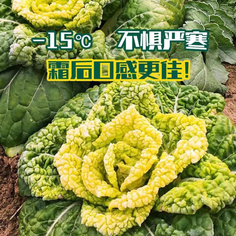 彩芯708黄心乌塌菜白菜种籽高产耐寒春秋播矮脚白梗黄心乌