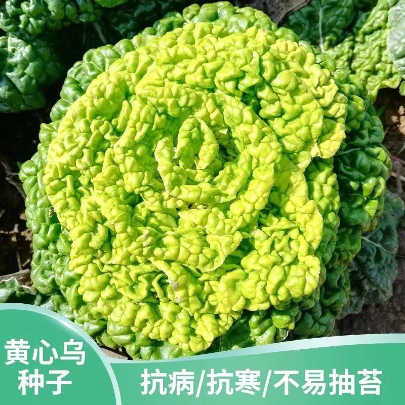 彩芯708黄心乌塌菜白菜种籽高产耐寒春秋播矮脚白梗黄心乌