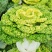 彩芯708黄心乌塌菜白菜种籽高产耐寒春秋播矮脚白梗黄心乌