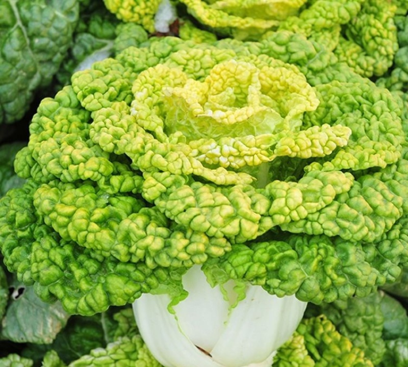 彩芯708黄心乌塌菜白菜种籽高产耐寒春秋播矮脚白梗黄心乌