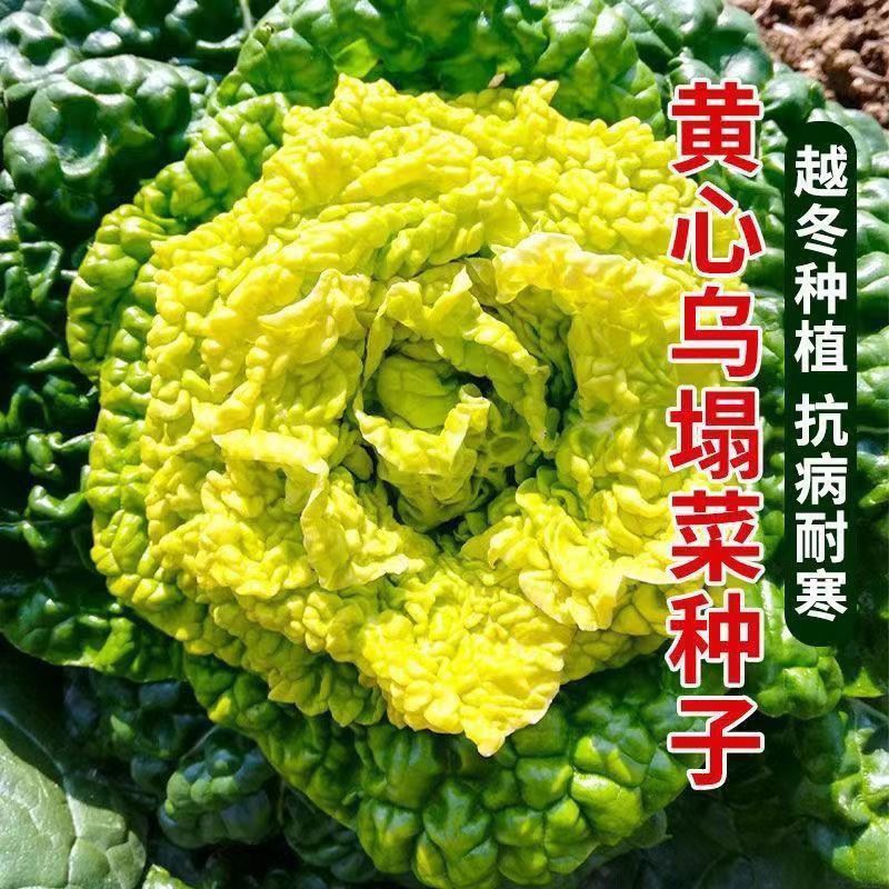 彩芯708黄心乌塌菜白菜种籽高产耐寒春秋播矮脚白梗黄心乌