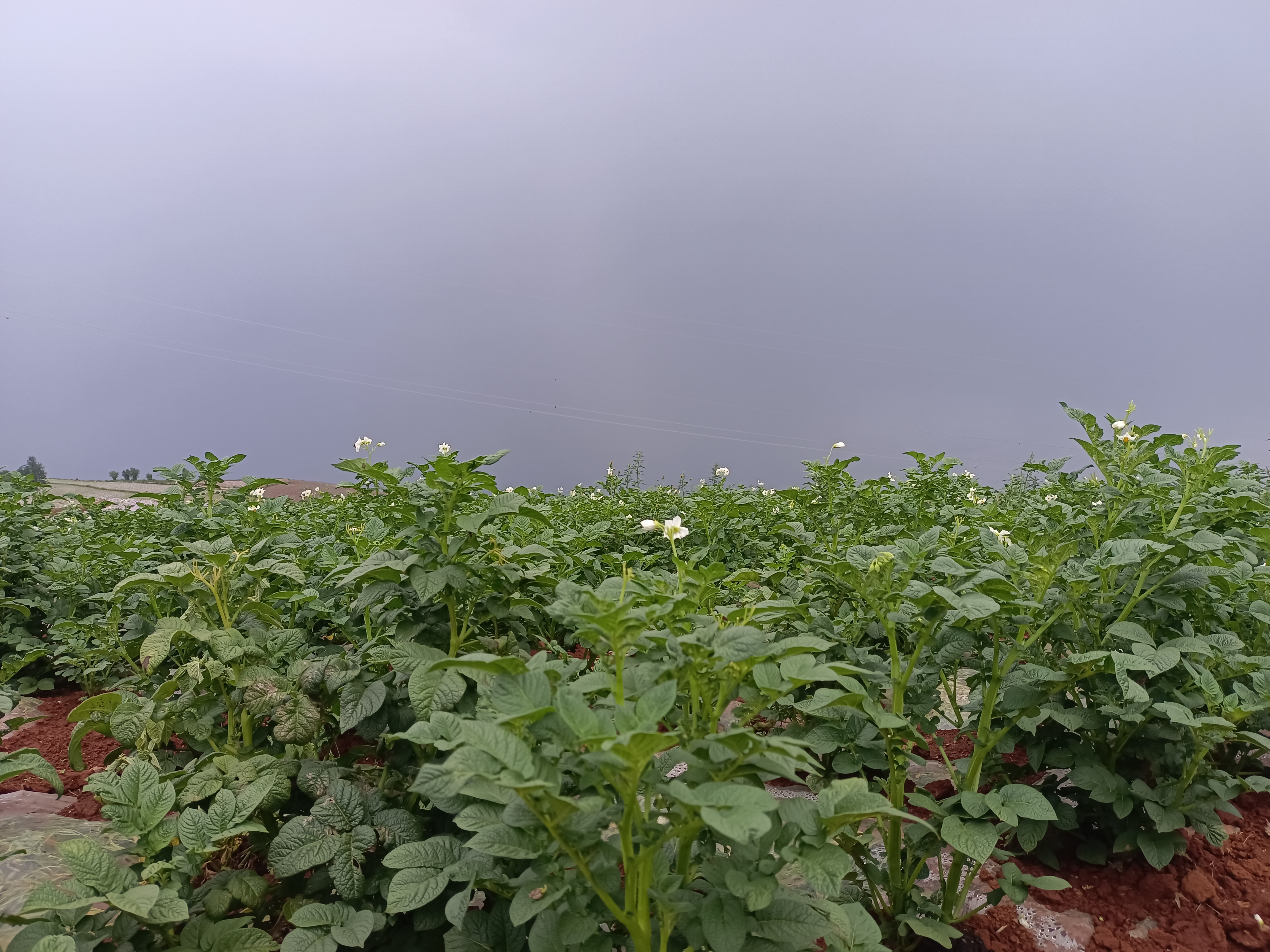 大豆重茬种植田间表现