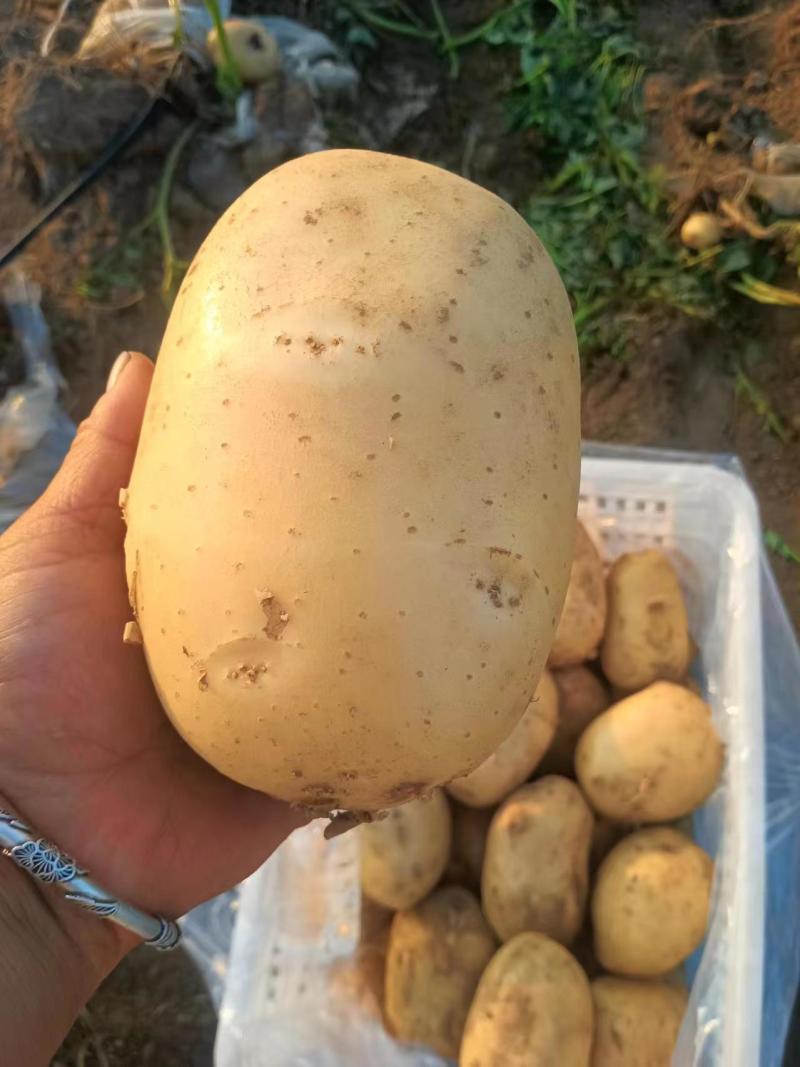 沃土土豆