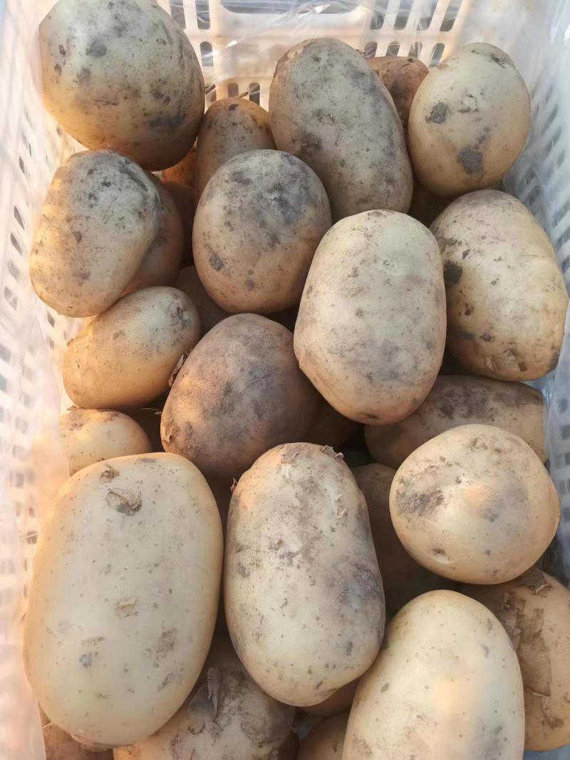 沃土土豆