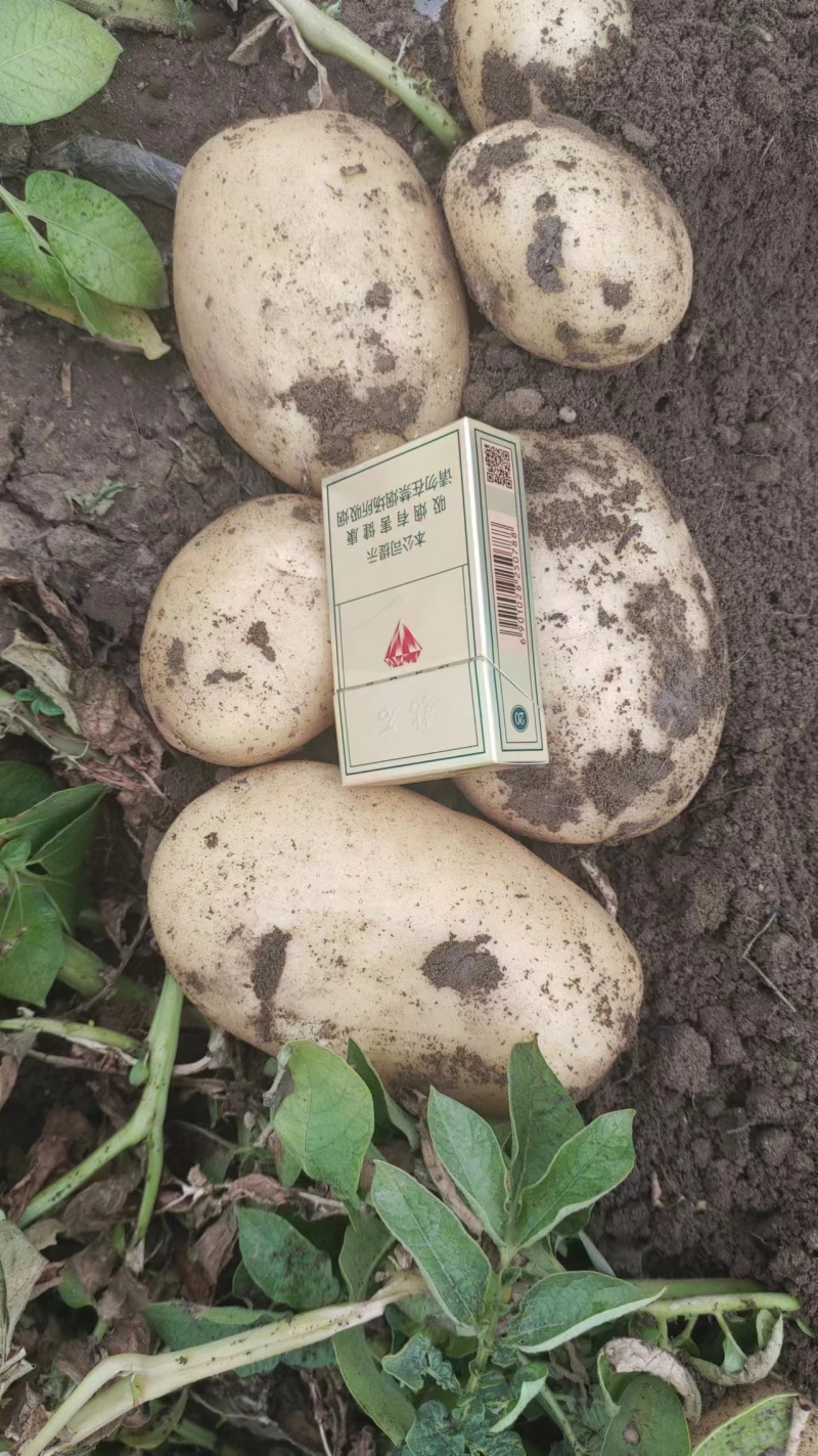 沃土土豆