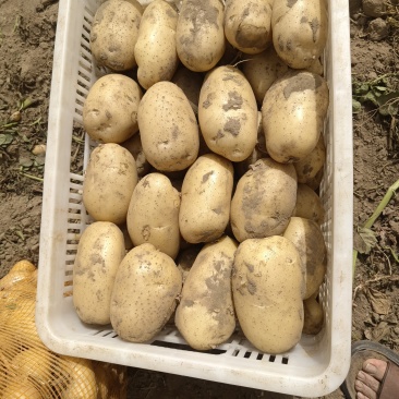 沃土土豆