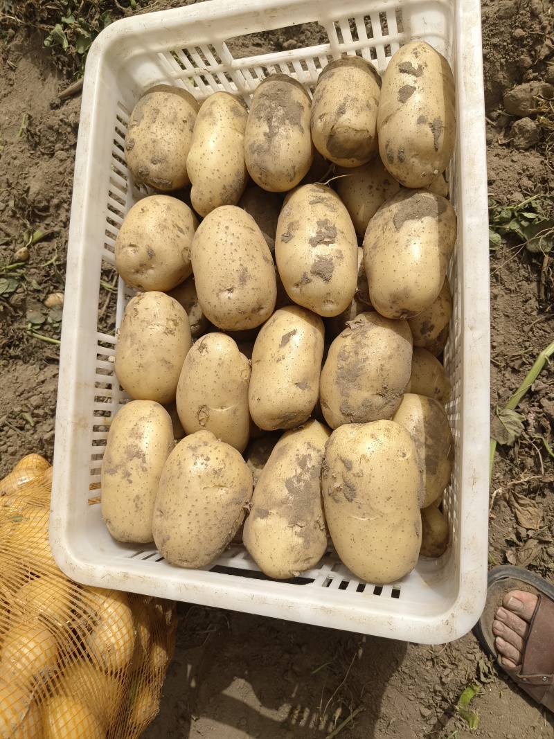 沃土土豆