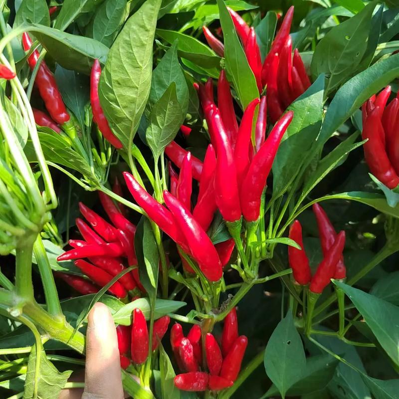 大禹中国红朝天椒辣椒种子小尖椒特辣味香浓鲜红蔬菜种籽