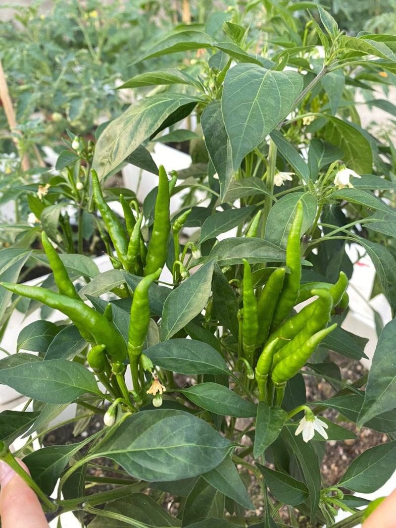 大禹中国红朝天椒辣椒种子小尖椒特辣味香浓鲜红蔬菜种籽