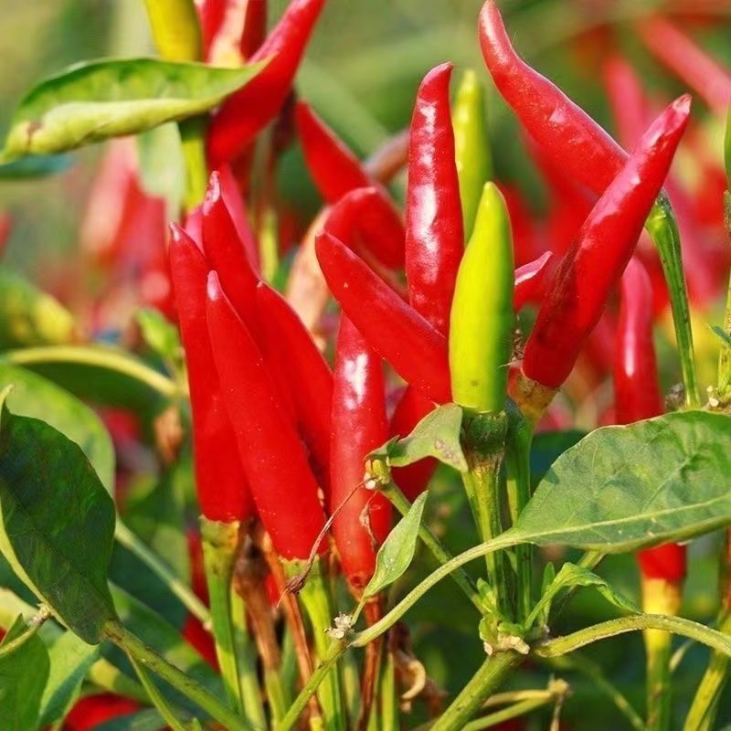 大禹中国红朝天椒辣椒种子小尖椒特辣味香浓鲜红蔬菜种籽
