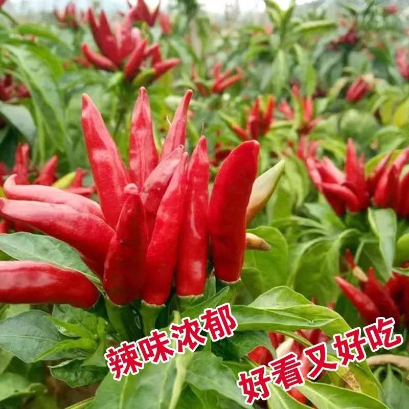 大禹中国红朝天椒辣椒种子小尖椒特辣味香浓鲜红蔬菜种籽