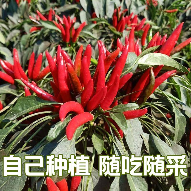 大禹中国红朝天椒辣椒种子小尖椒特辣味香浓鲜红蔬菜种籽