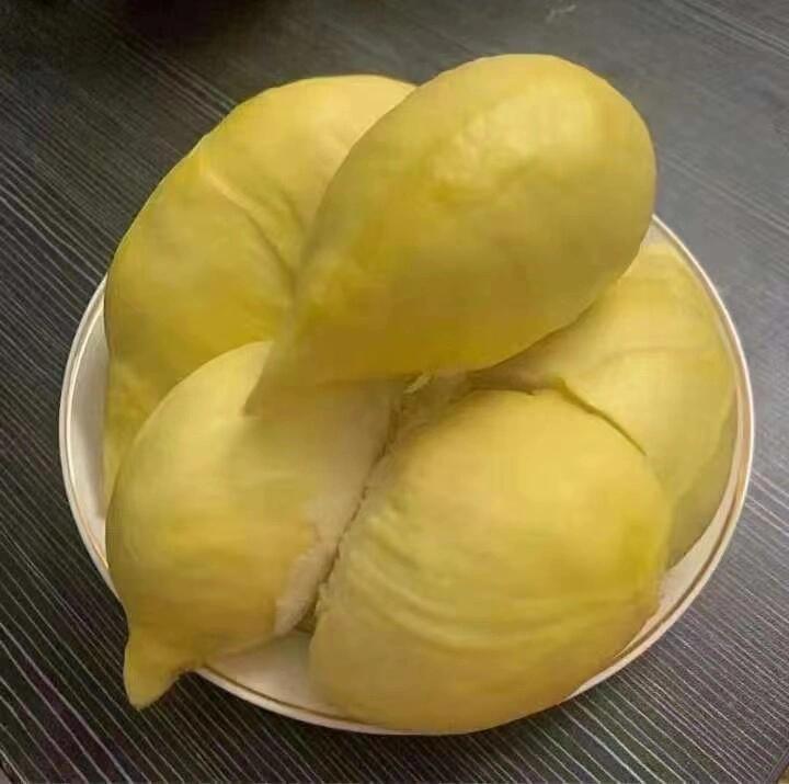 成熟的金枕榴莲挂在树上,果皮呈金黄色,果实饱满 金枕榴莲成熟果实在树上