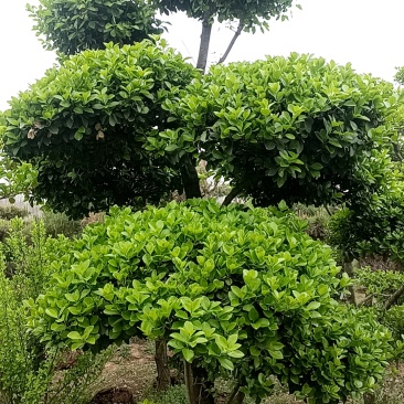 卫矛新枝条