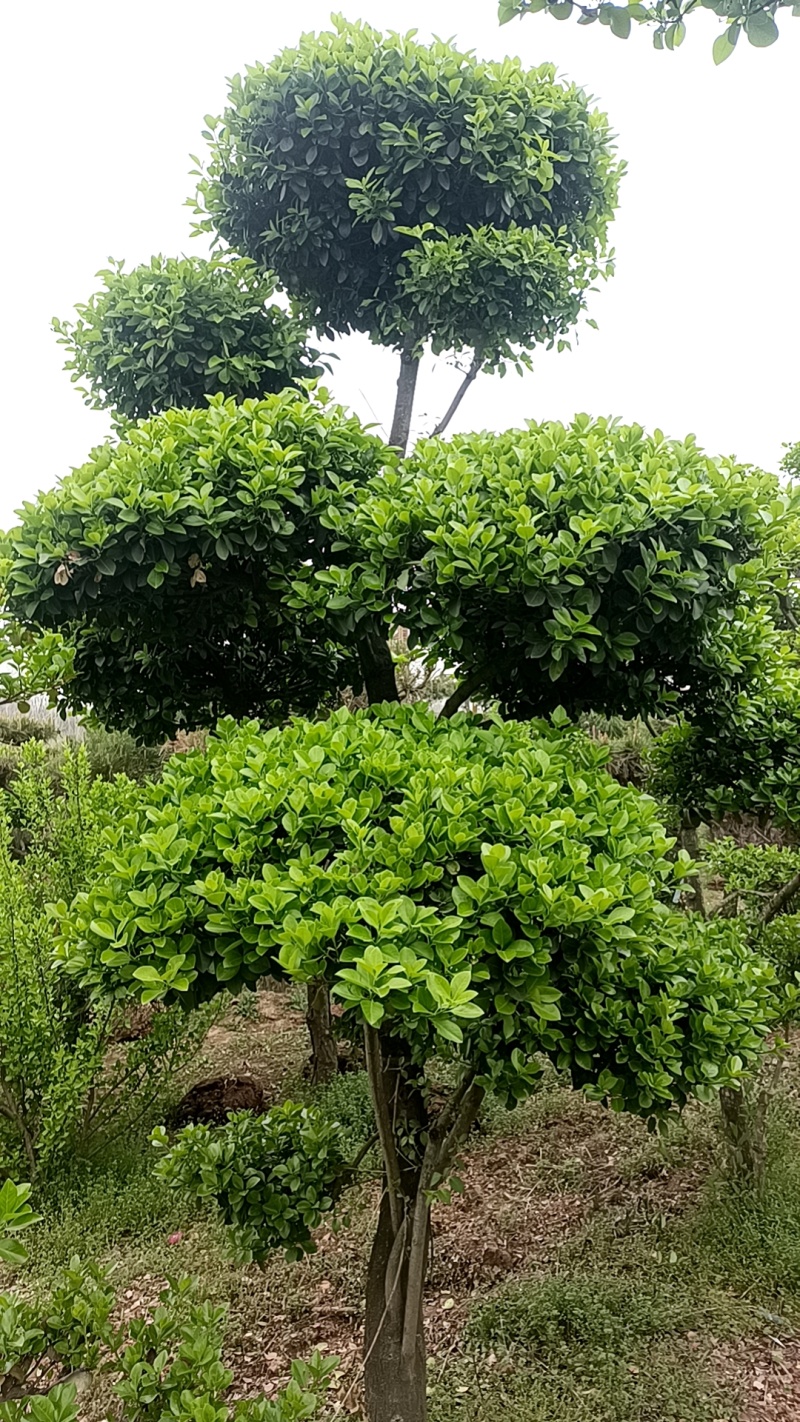 卫矛新枝条