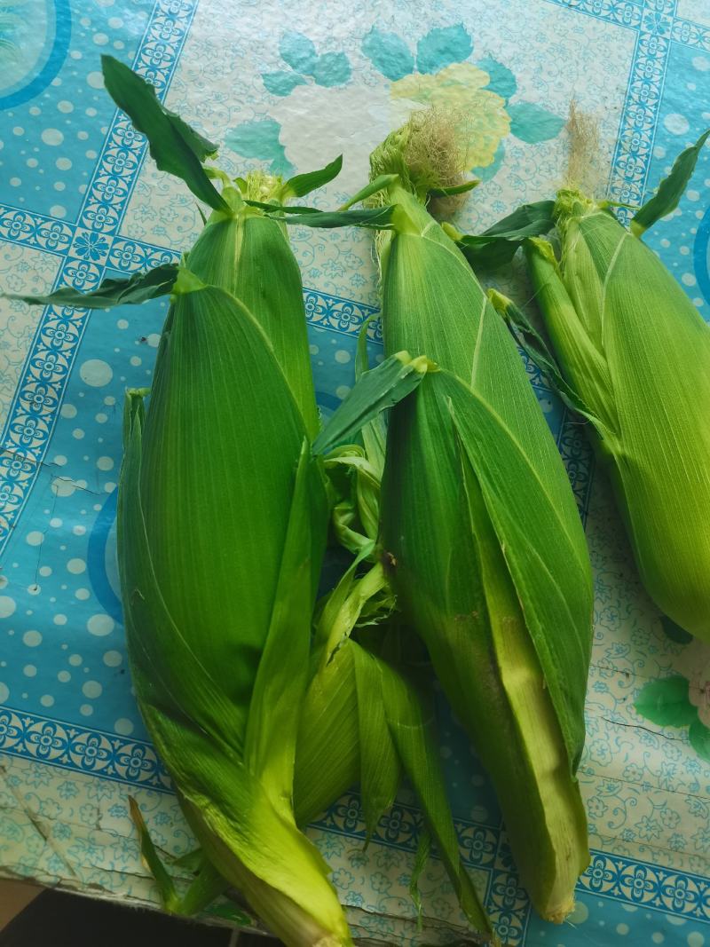 鲜玉米下来，口感嘎嘎好，无虫，皮色特别绿，
