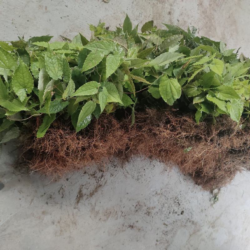 淫羊藿苗柔毛淫羊藿种苗优质柔毛品种甘肃陇南产地直发