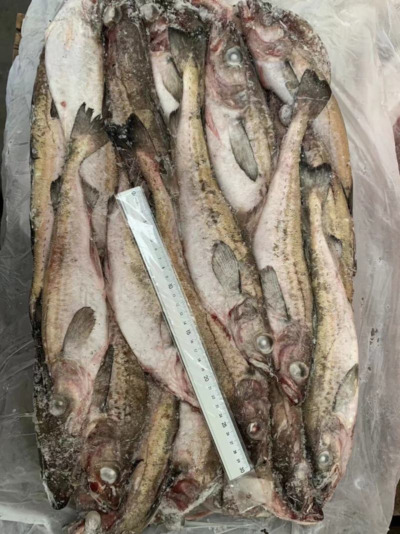 狭鳕鱼，船冻干冻，每件两板，适合加工，市场批发。